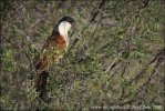 oppery-tailed Coucal