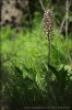 Orchis pourpre