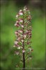 Orchis pourpre