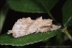 Pale Prominent