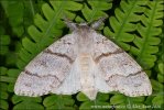 Pale Tussock