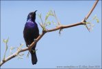 Palestine Sunbird