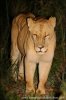 Panthera leo