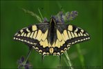 Papilio machaon