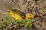 Paruline jaune