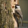 Parus montanus