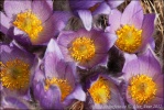 Pasque Flower