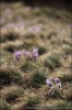 Pasque Flower