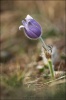 Pasque Flower