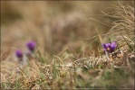 Pasque Flower