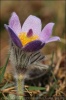 Pasque Flower