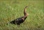 Pato aguja africano