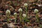 Petasites albus