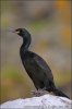 Phalacrocorax aristotelis