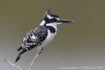 Pied Kingfisher