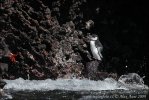 Pingüí de les Galápagos