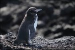 Pingüí de les Galápagos