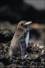 Pingüino de las Galápagos