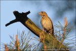 Pipit des arbres