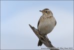 Plain-backed Pipit