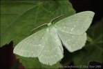 Polilla esmeralda