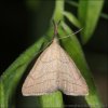 Polypogon tentacularia