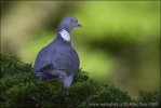 Porumbel gulerat