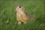 Pouched Marmot