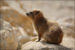 Procavia capensis syriaca