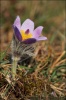 Pulsatilla grandis