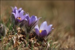 Pulsatilla grandis