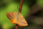 Purple-barred Yellow