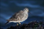 Purple Sandpiper