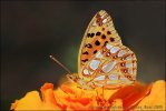 Queen of Spain Fritillary