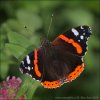 Red Admiral