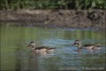 Red-billed Duck