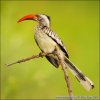 Red-billed Hornbill