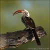 Red-billed Hornbill