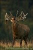 Red Deer