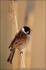 Reed Bunting