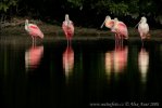 Roseate Spoonbill