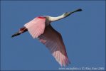 Roseate Spoonbill