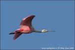 Roseate Spoonbill