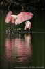 Roseate Spoonbill