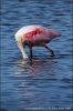 Roseate Spoonbill