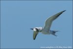 Roseate Tern