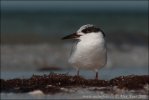 Roseate Tern