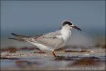 Roseate Tern