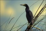 Rufous-bellied Heron