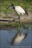 Sacred Ibis